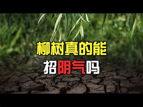 柳樹招陰|【柳樹 陰】鬼樹纏身！柳樹陰魂不散的秘密 – 舒嵩沙師傅